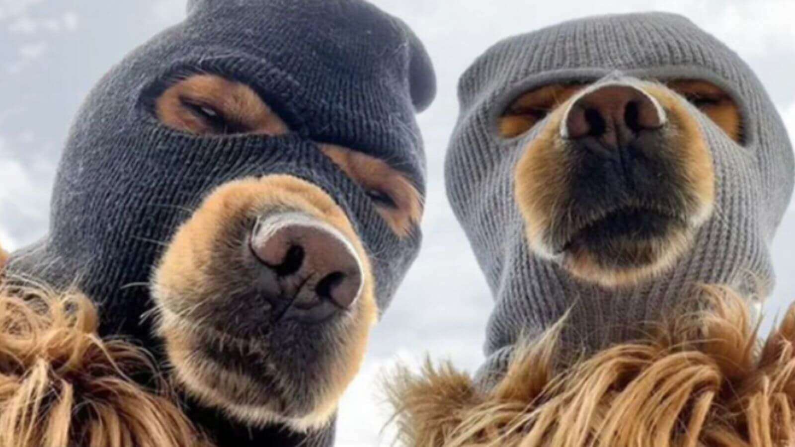 ارتفاع سعر توكن SKI بنسبة 58%: ما هو Ski Mask Dog (توكن SKI)؟ هل رمز SKI حلال أم حرام؟ كيف تنضم إلى مجتمع Ski Mask Dog وتحصل على الفوائد؟