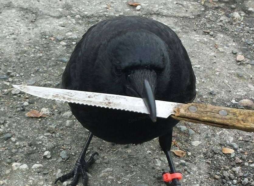 crow with knife (CAW): Price, Future, and Why It’s Going Viral