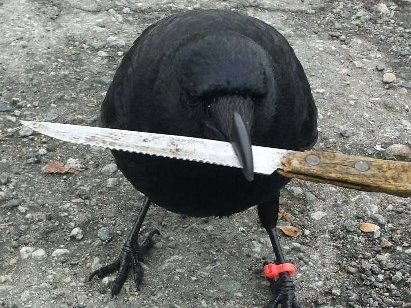 crow with knife (CAW): Kurs, Zukunft und warum es viral geht