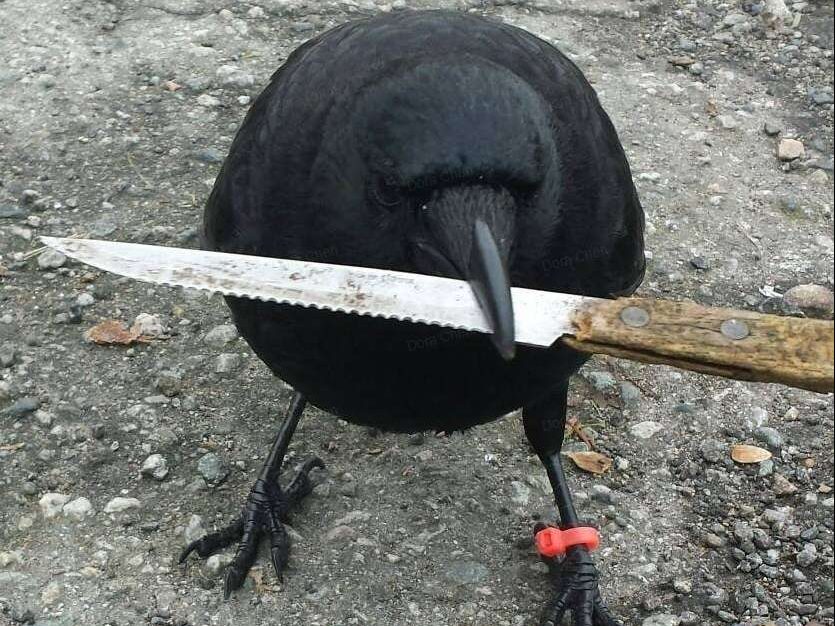 crow with knife(CAW)は今後どうなる？価格動向や将来性・注目理由を徹底解説